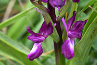 Anacamptis laxiflora